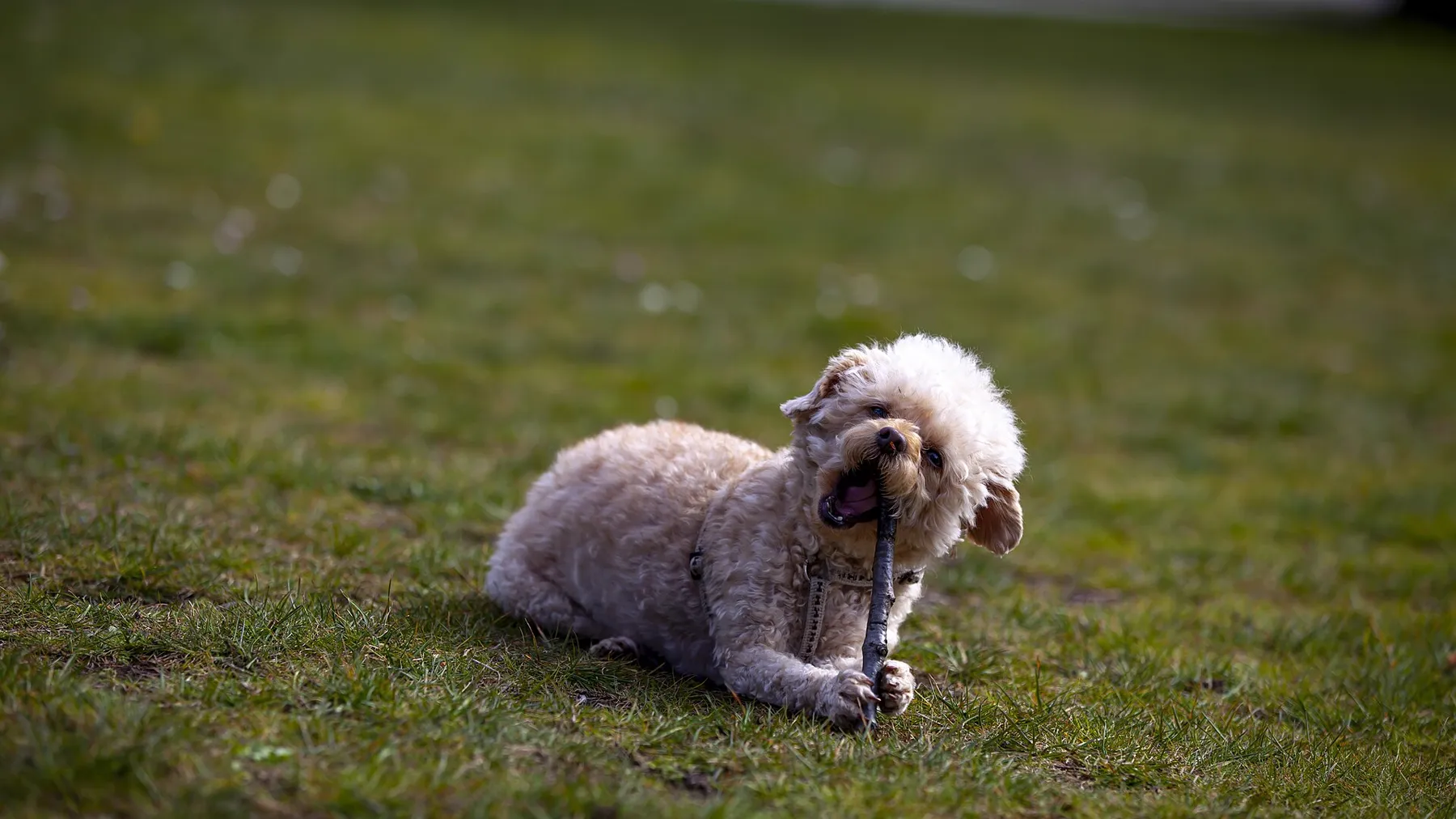 Voor elke hond het juiste formaat.
