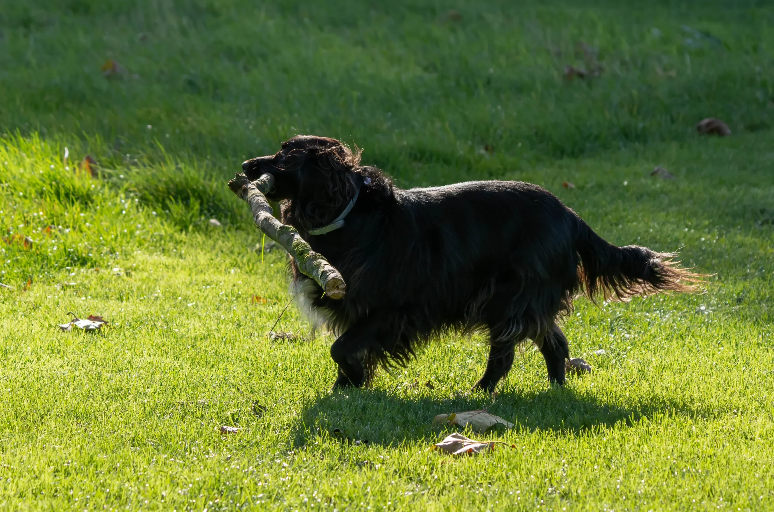 Natuurlijke kauwsnacks waar je hond dol op is.