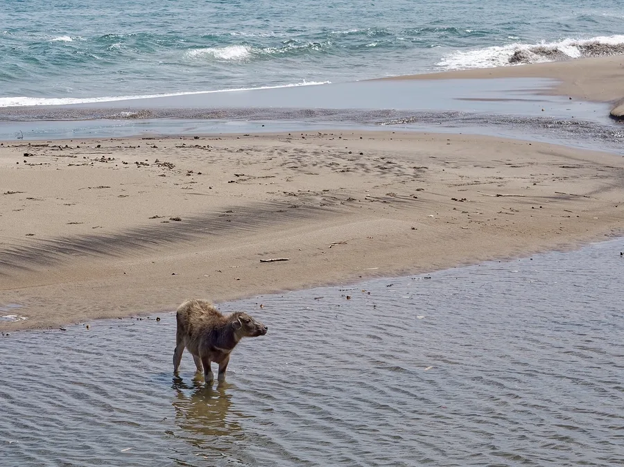 Buffalo