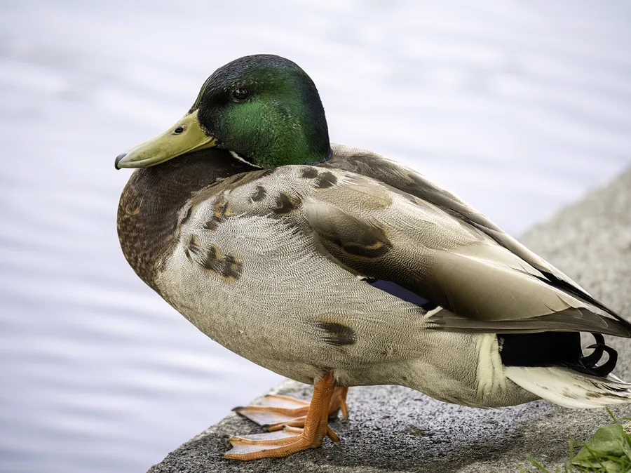 Duck