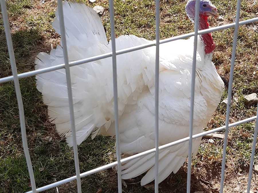 Turkey