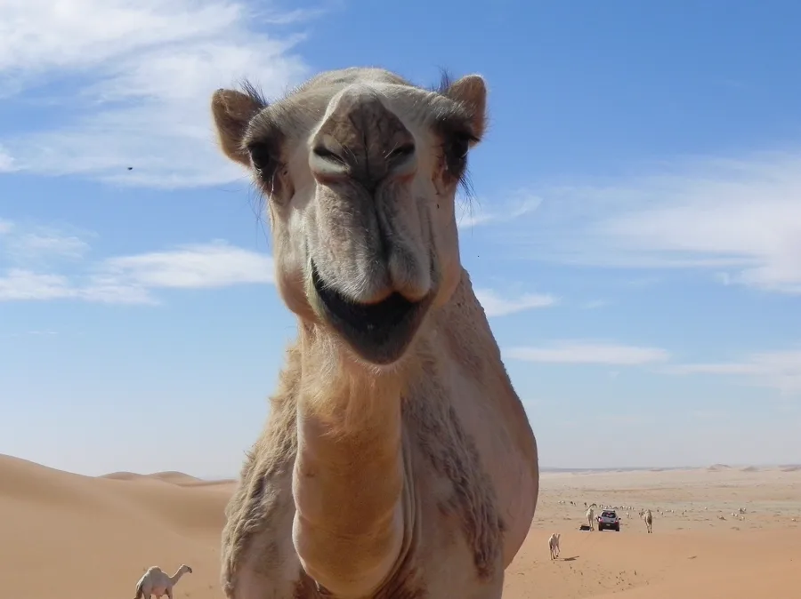 Camel