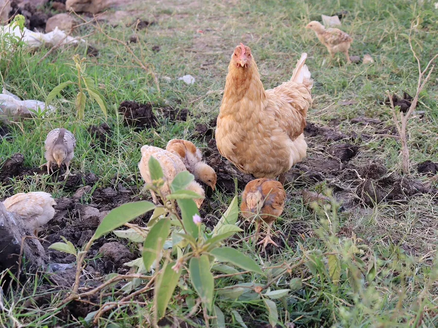 Chicken
