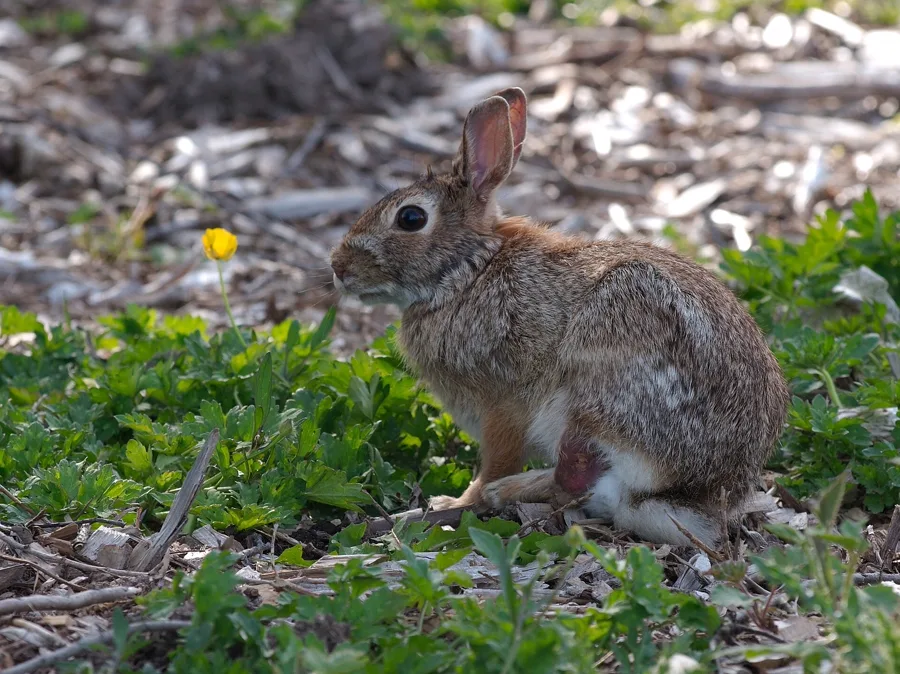 Rabbit