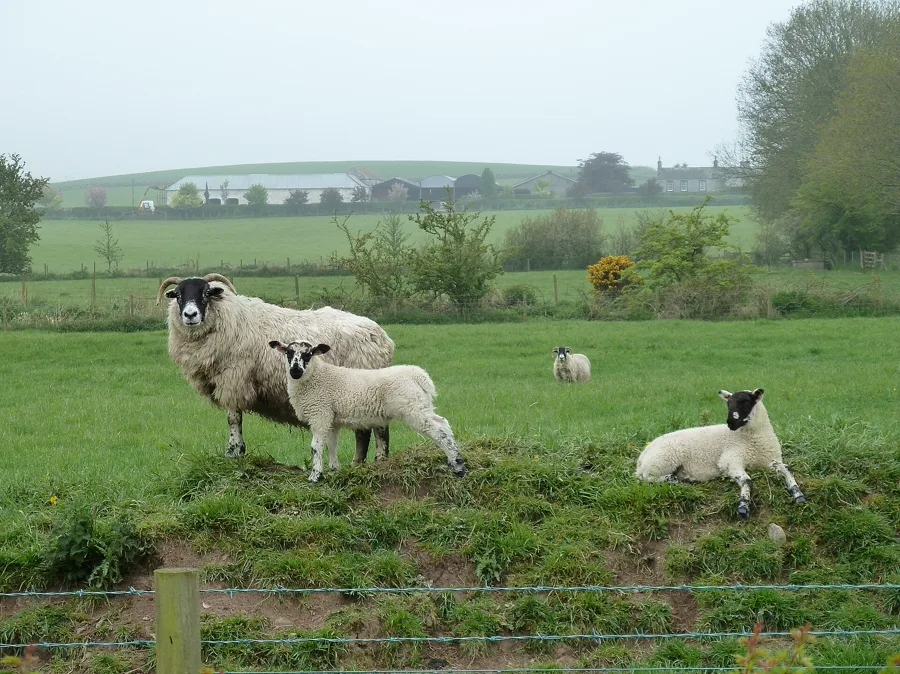 Lamb