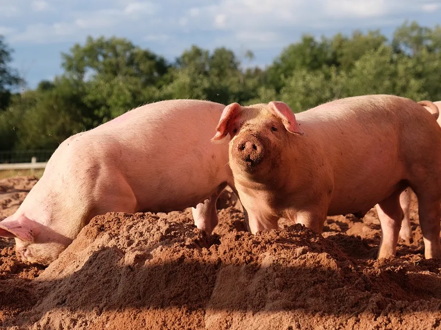 Pork